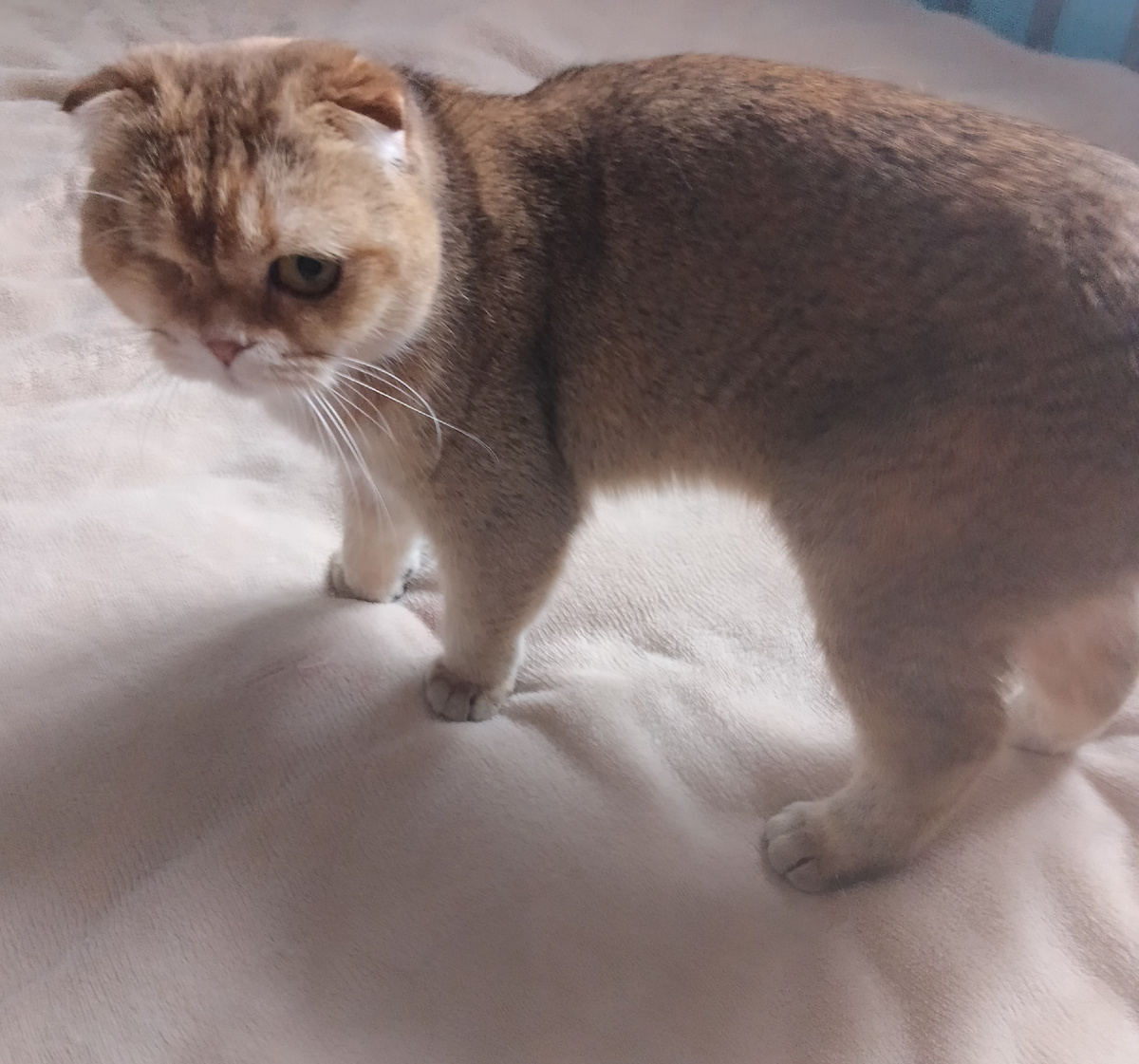 Наташа, ты меня пугаешь. Прекращай орать. Я не тебя ловила, а свой пояс