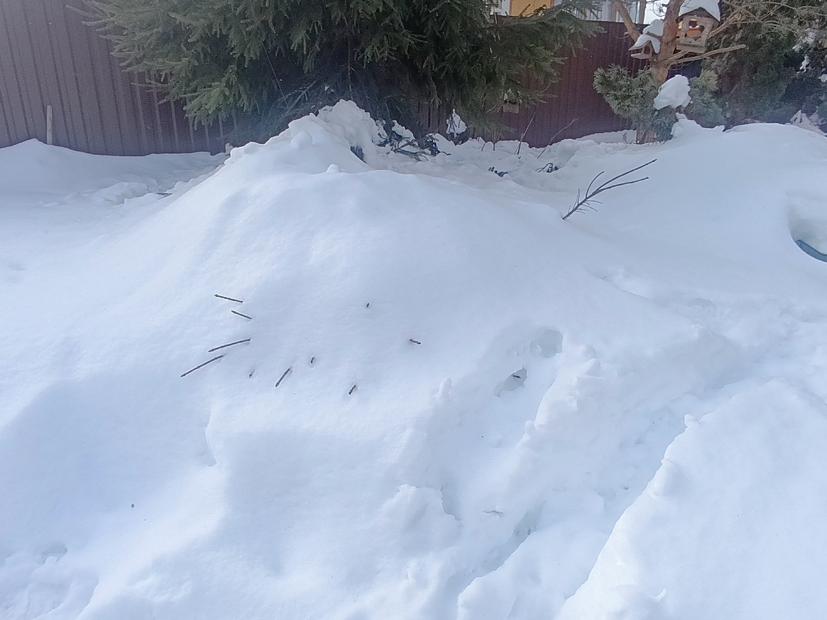 Бересклет в сугробе