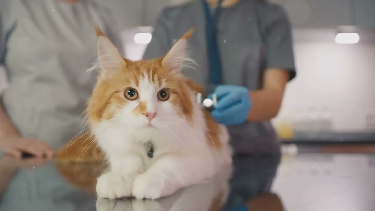 Профессиональная диагностика важна для исключения болезней, маскирующихся под тревогу.