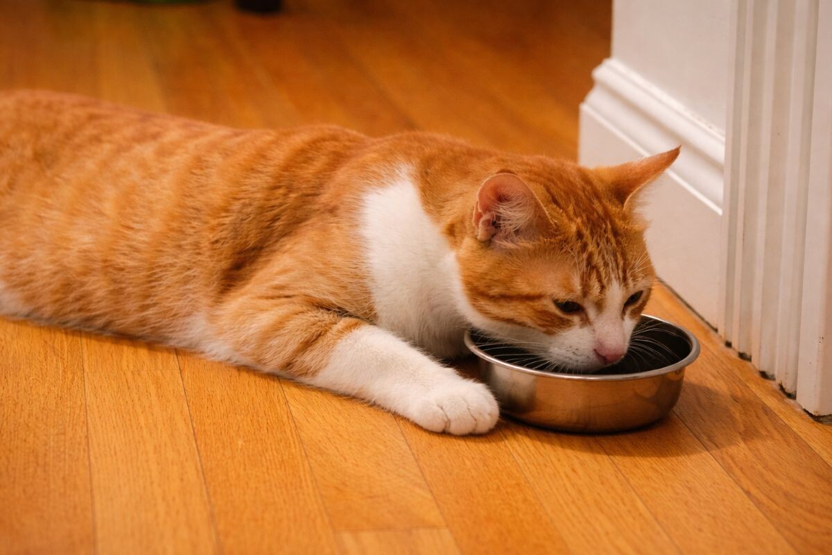 Почему кошка ложится, чтобы попить воды