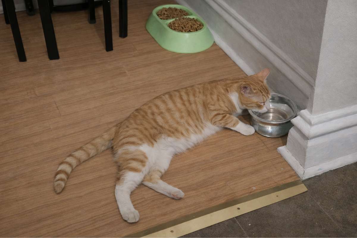 Кошка ложится, чтобы попить воды