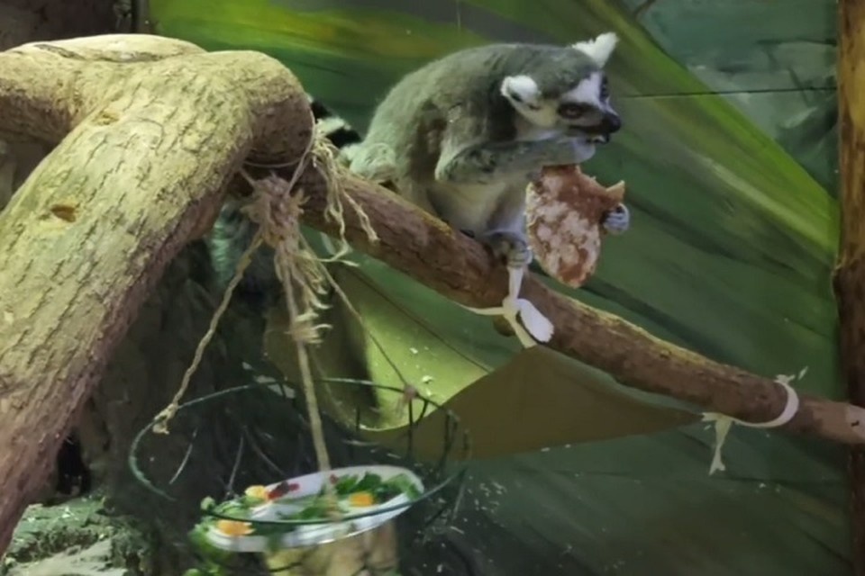    Питомцы зоопарка любят блины. Фото: Ярославский зоопарк.