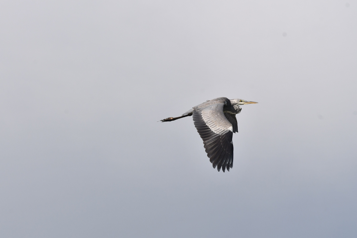 Серая цапля