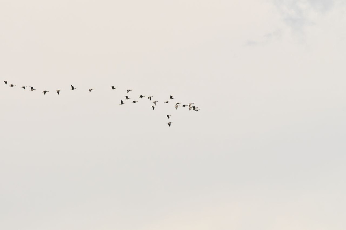 Гусиный клин