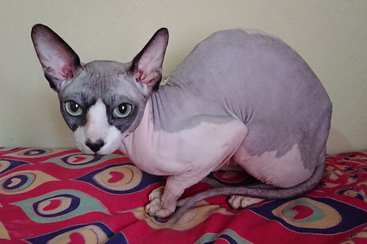 Фото с сайта: https://www.mk-mosobl.ru/incident/2024/02/13/v-podmoskove-kota-v-zakleennoy-skotchem-korobke-vykinuli-v-musor.html