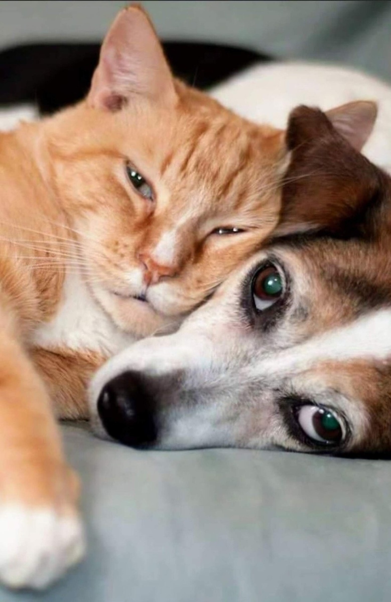 Картинка взята из источника, находящегося в свободном доступе.