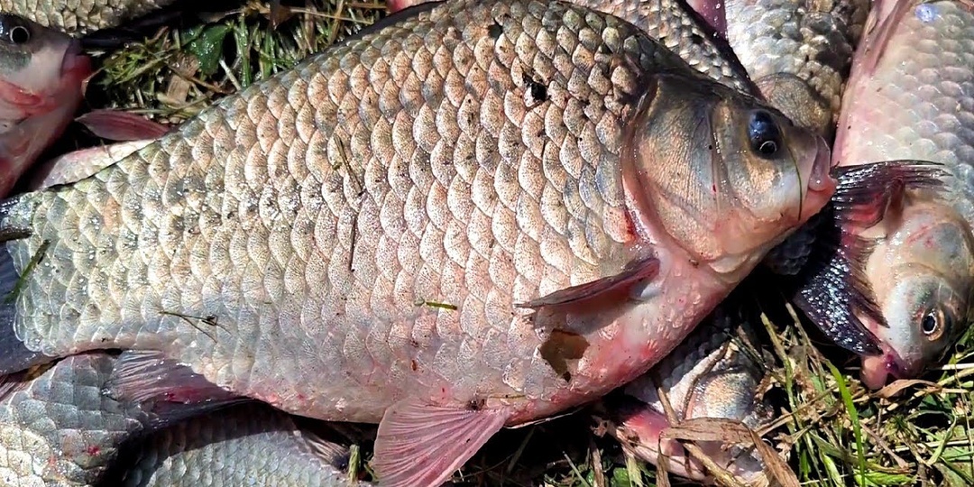 Когда начинает клевать карась весной после зимы? Наблюдения старого рыбака.