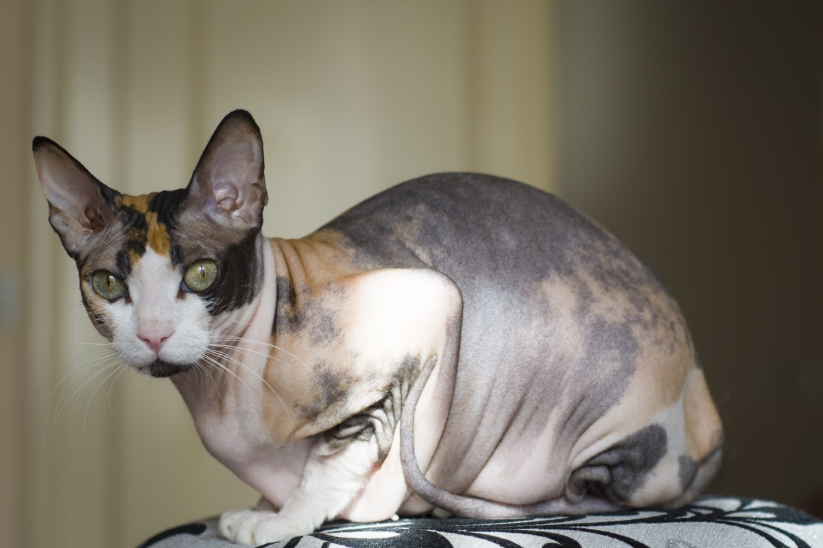 Фото с сайта: https://www.baikalcinema.ru/index.php?b=bai266c4210419-don-sphynx