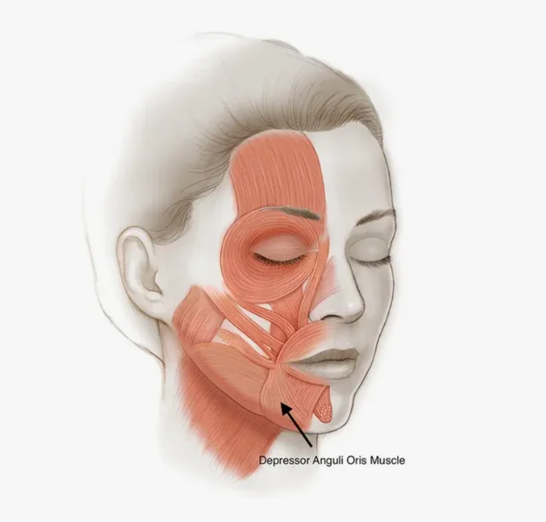 Мышцы депрессоры