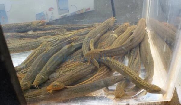 Как ловить вьюна? Секреты от старого рыболова!