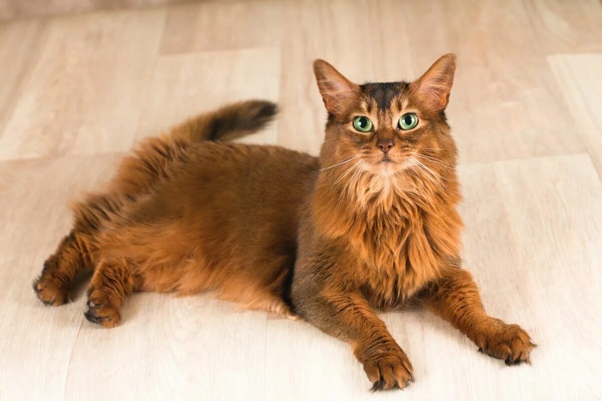 Фото с сайта: https://bestforpet.co.nz/pet-advice/cat-breed-guide-somali/