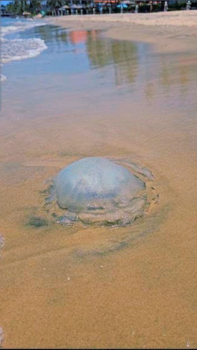 Медуза на берегу моря Вьетнама