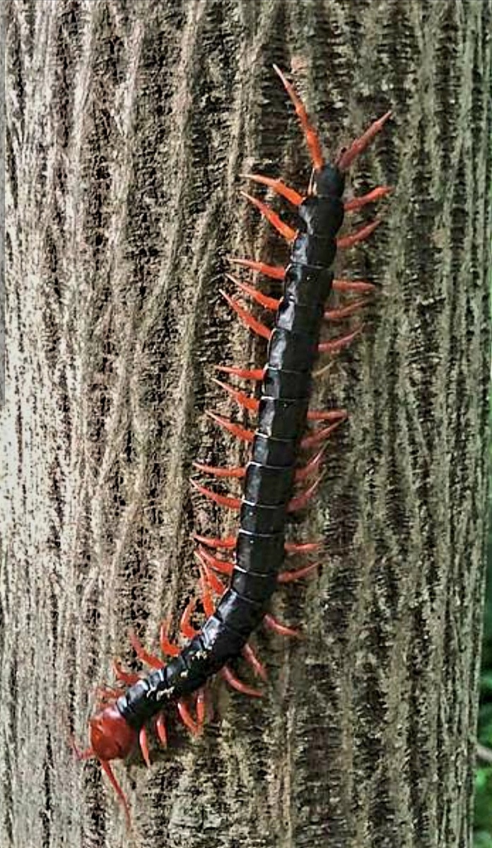 Сколопендра на дереве Вьетнам.