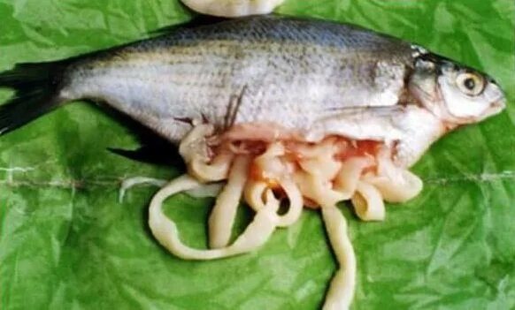 Можно ли есть рыбу с червями?