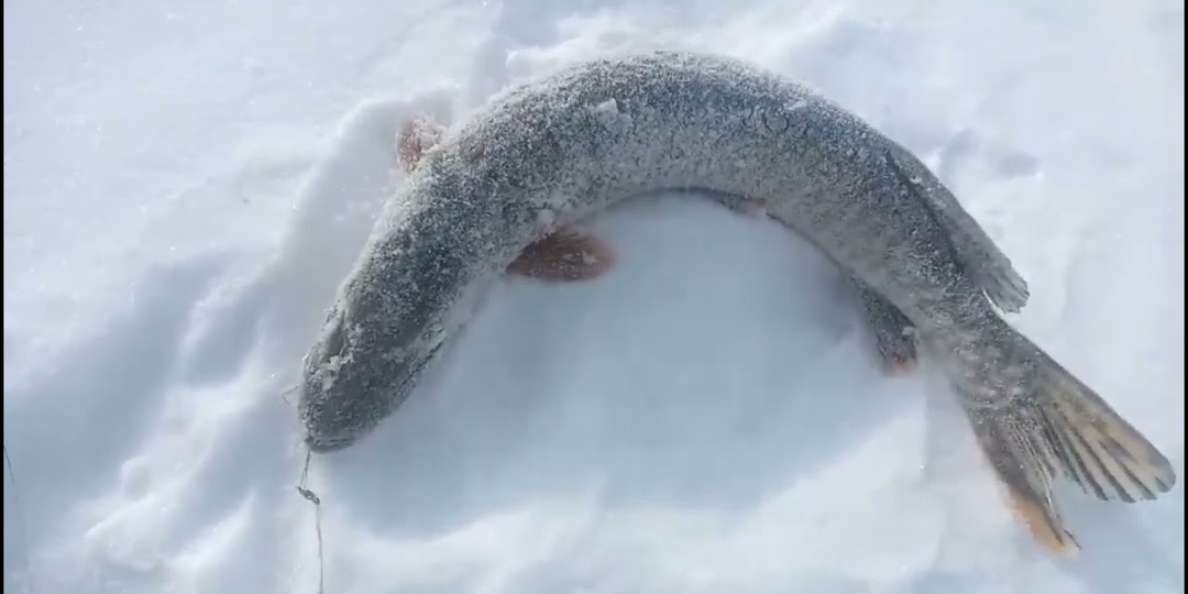 Ловля щуки зимой на жерлицы. Самое главное.