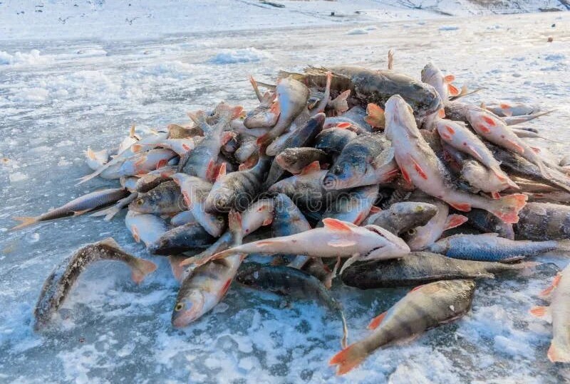 В каком регионе сейчас клюет?