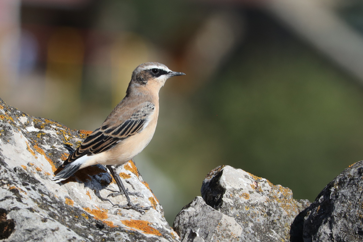 Обыкновенная каменка, самец в осеннем наряде. Северная Осетия, август 2025 г. 