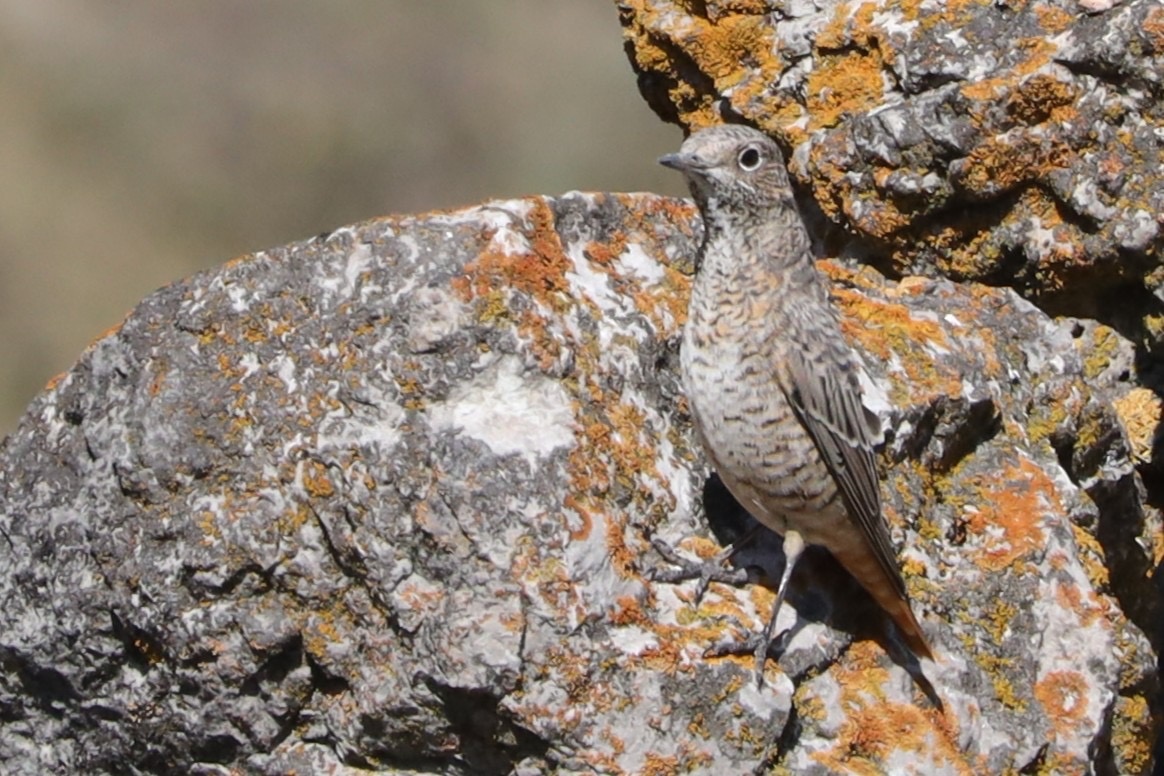 В отличие от самцов, щеголяющих ярким сочетанием синего, рыжего и чёрного, самки имеют пёструю покровительственную окраску. Но, пожалуй, они тоже по-своему красивы! 