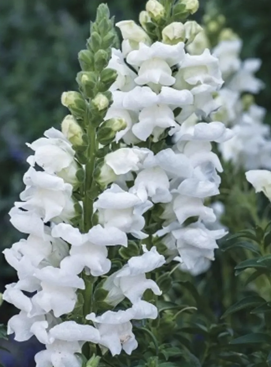 Антирринум. Фото из интернета.