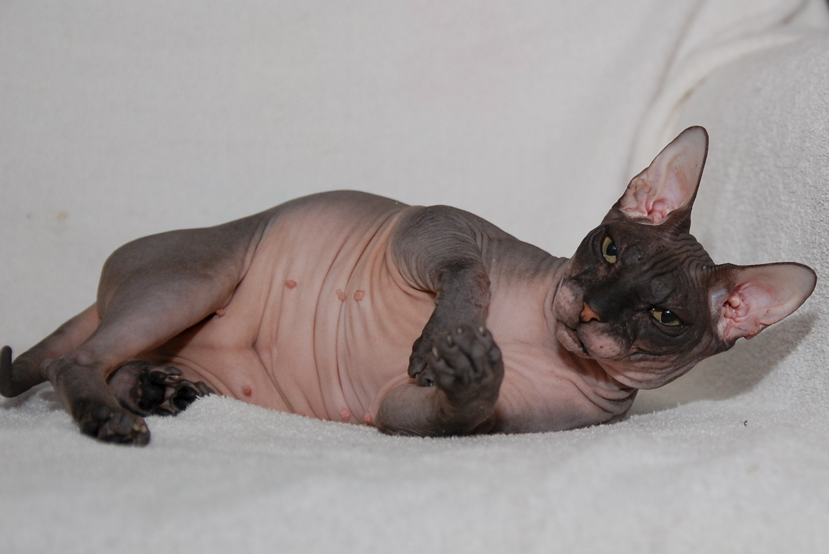 У сфинксов пупок увидеть гораздо легче из-за отсутствия шерсти.
