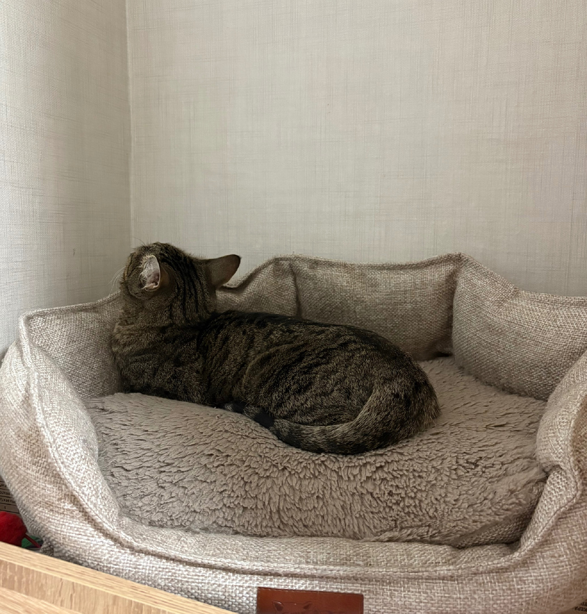 Кошенька: «очередная оскароносная история»