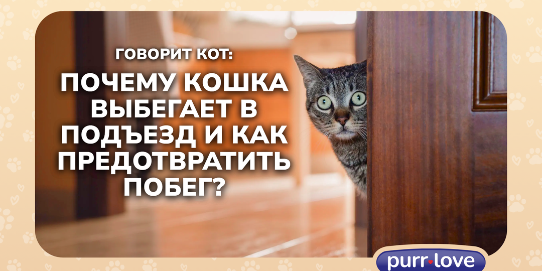 Почему кошка выбегает в подъезд и как предотвратить побег? Говорит кот