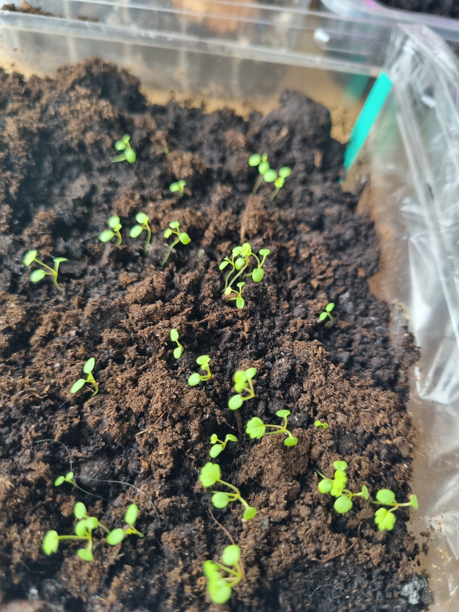 Клубника ампельная