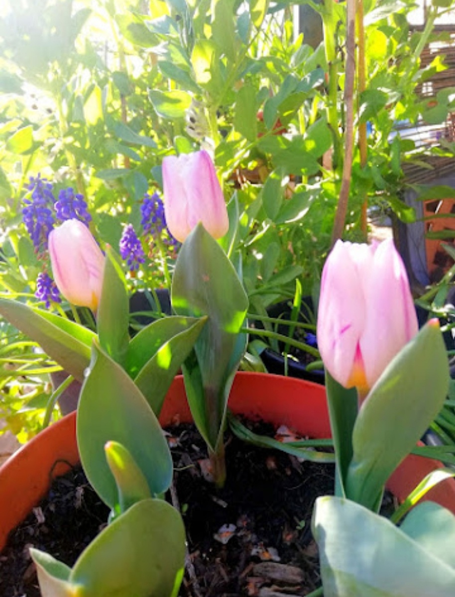 Фото автора. Сорт "Flaming Flag". Апрель 2021г.