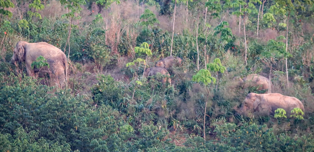 Слоны в тайской естественной среде обитания