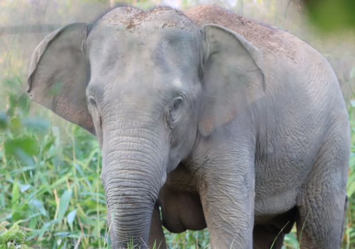 Присыпанный слон!