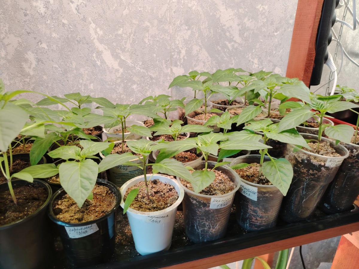 Рассада перца