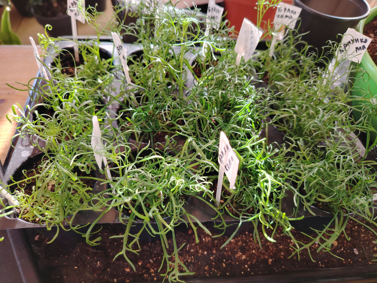 Рассада цветов. Брахикома