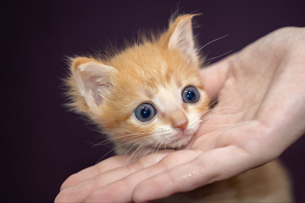 На фото малыш Финик