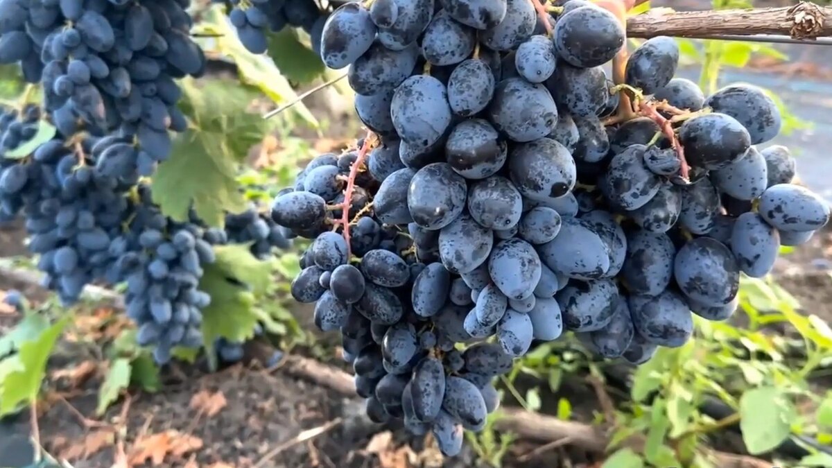 Виноград Ромбик: ультраранний гибрид с необычным вкусом чернослива