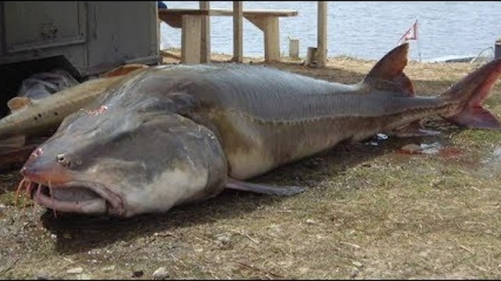 Рекордные пресноводные рыбы пойманные в России