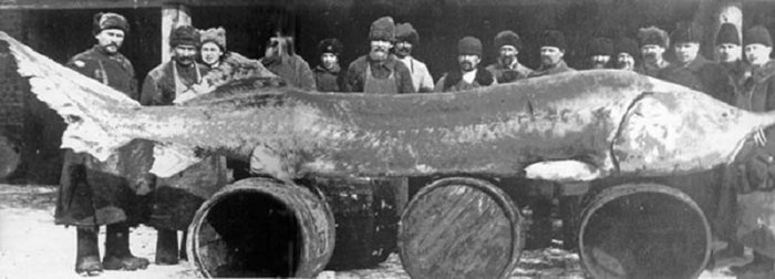 Рекордные пресноводные рыбы пойманные в России