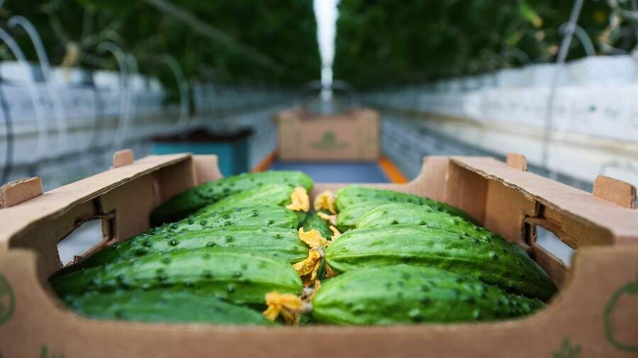    Фото: РИА Новости/Виталий Тимкив