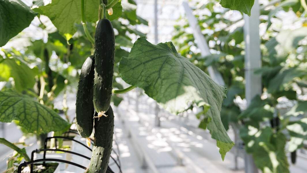    Фото: Global Look Press/Sergey Elagin