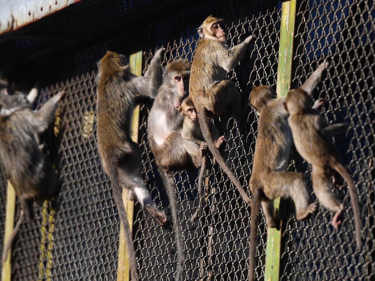    Обезьяны в питомнике Научно-исследовательского института медицинской приматологии. Посещение питомника входит в тур по новому научно-популярному маршруту "Путешествие в науку: Сочи" | © РИА Новости / Фотохост Конгресса молодых учёных