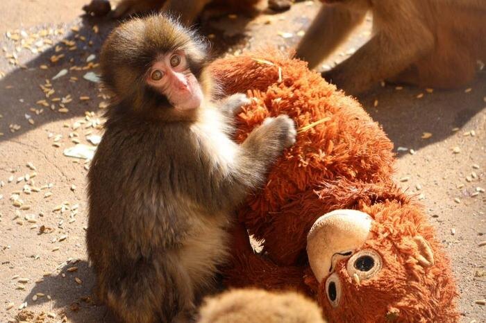 Обложка © X / 市川市動植物園（公式）