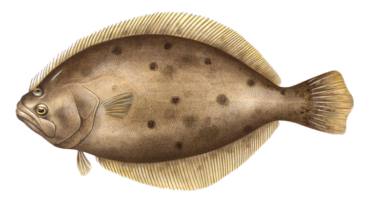 Paralichthys dentatus