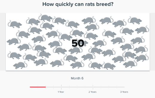 За 6 месяцев две крысы делают 50 крыс