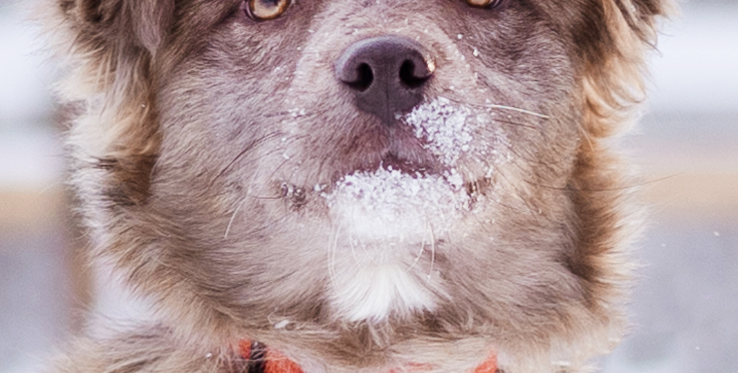 Щенок окраса мерле в приюте, ищет дом!