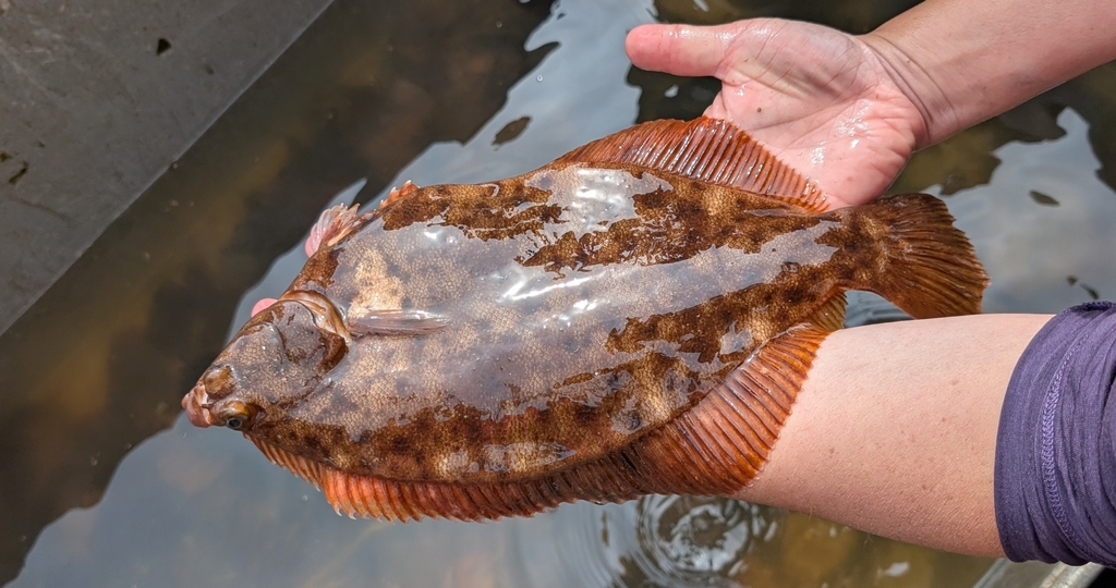Зимняя камбала (Pseudopleuronectes americanus) или Winter flounder