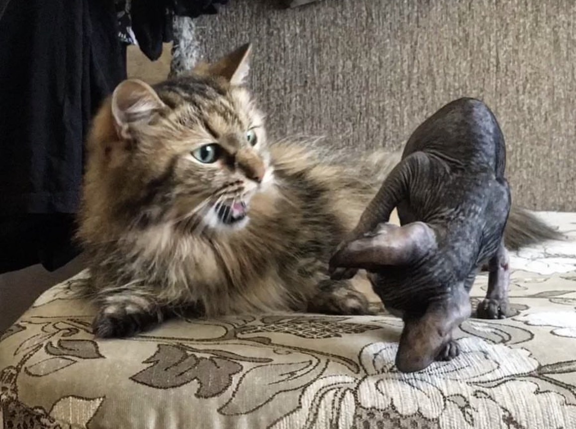 Типичная реакция Мохнатого