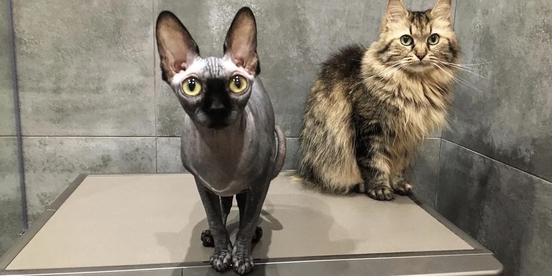 Как сфинкс переживает потерю кошки-компаньона, с которой враждовал. Как ему помочь и стоит ли заводить нового друга?