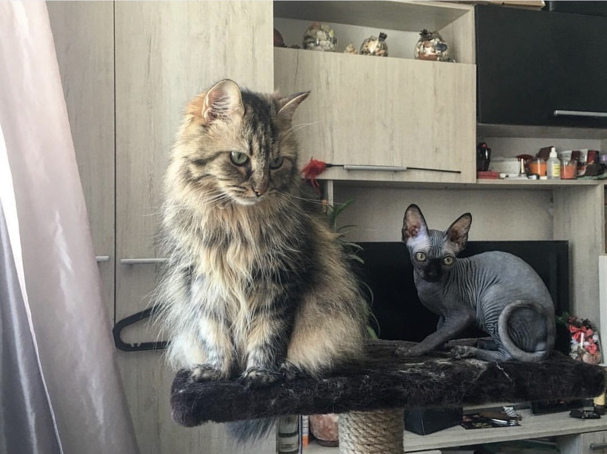 10-ти летней Мохнатому принесли нового друга - маленькую Котю. В карусели несколько фото первых месяцев совместной жизни ➡️