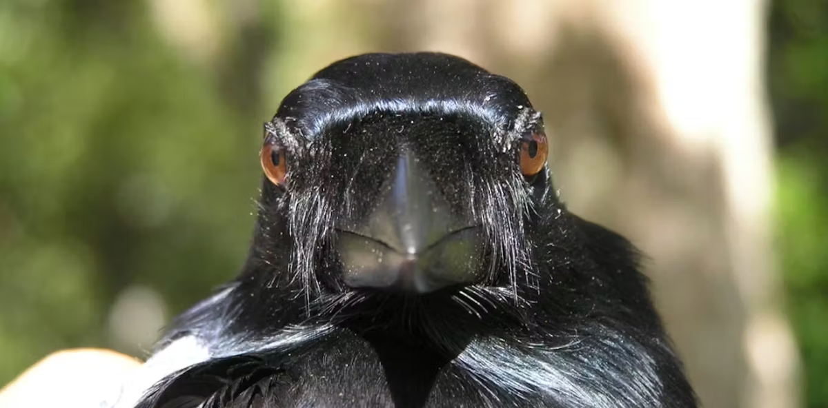 По выражению лица похож на профессора, перед которым я защищал диплом.