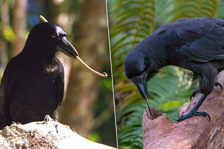 Новокаледонский ворон: Умнейшая птица. Даже приматы не способны на такой уровень творчества