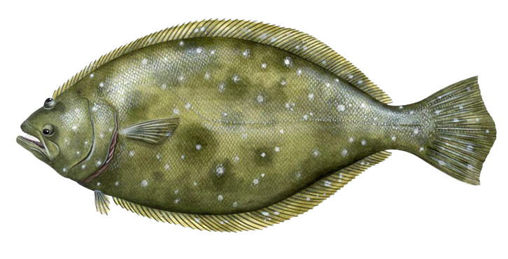 Paralichthys lethostigma